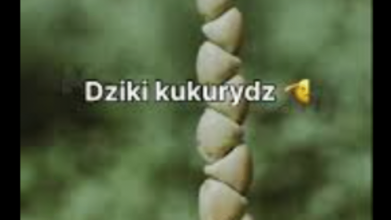 co-to-jest-dziki-kukurydz-o-co-chodzi-w-trendzie-espresso